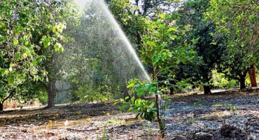 Jak pečovat o třešně v létě, na podzim a na jaře po sklizni